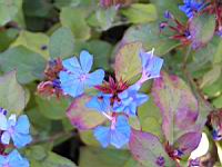 Ceratostigma - Plumbaginoides (en Corse) (03) (Photo F. Mrugala)